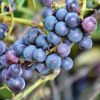 Grape