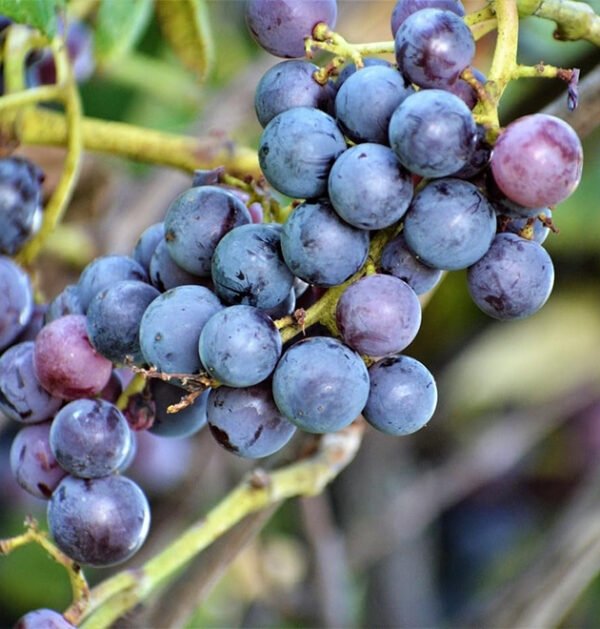 Grape