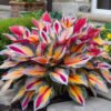 Mixed Hostas