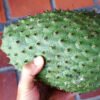 Soursop