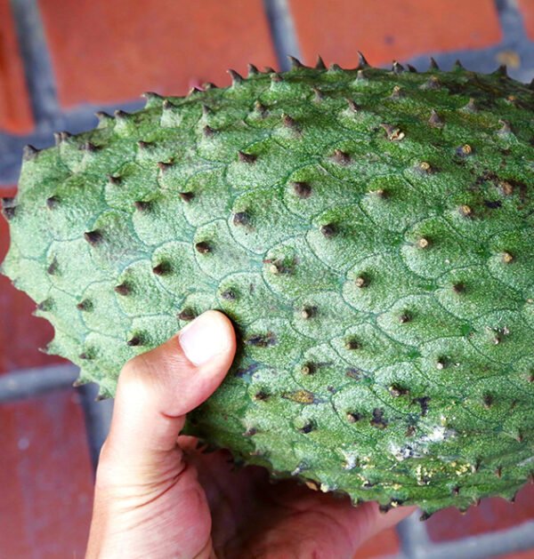 Soursop