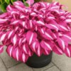 Mixed Hostas