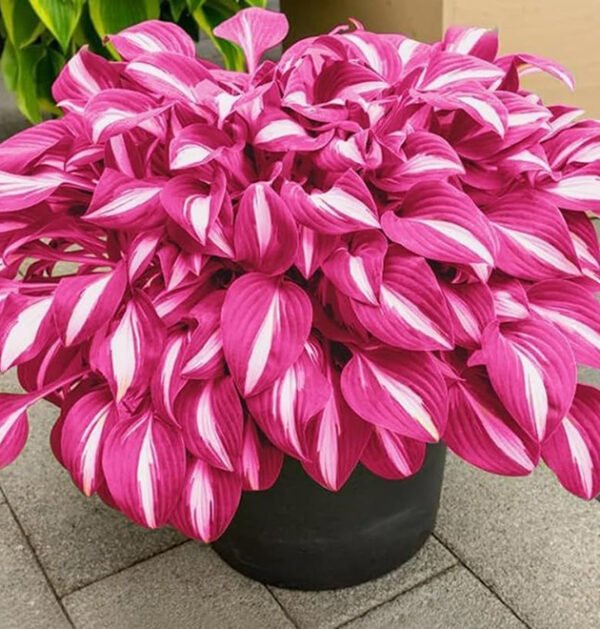 Mixed Hostas