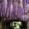 Wisteria
