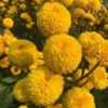 Marigold