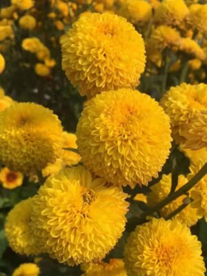 Marigold