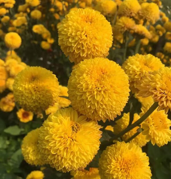 Marigold