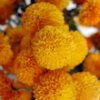 Marigold
