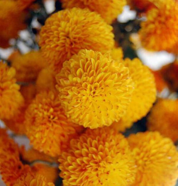 Marigold