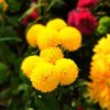 Marigold
