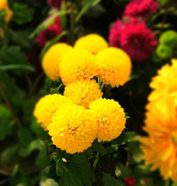 Marigold