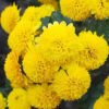 Marigold