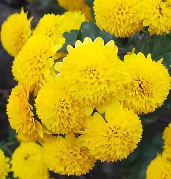 Marigold
